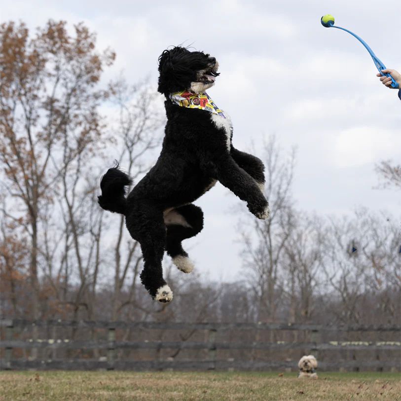 Playbill Pet Bandana - Image 11