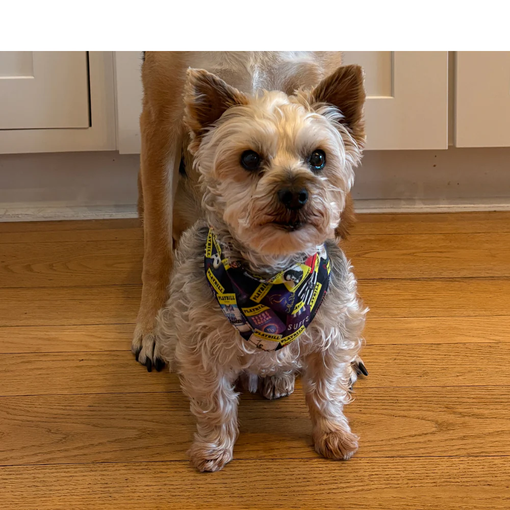 Playbill Pet Bandana - Image 3