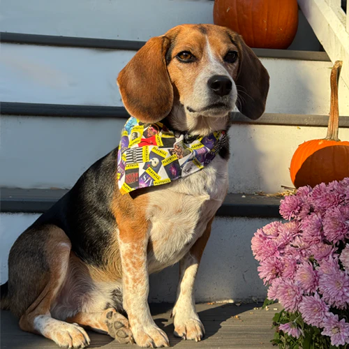 Playbill Pet Bandana - Image 4