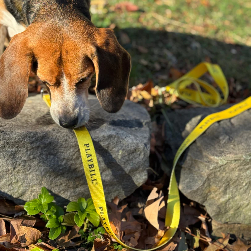 Playbill Pet Collar & Leash Combo - Image 3