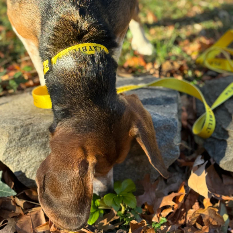 Playbill Pet Collar & Leash Combo - Image 5
